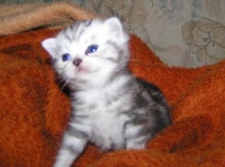 Silvertabby spotted u. classic Kitten