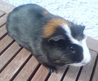 Biete 4 süße Meerschweinchen