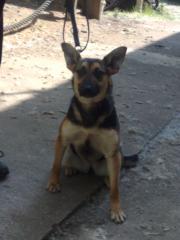 Sportliche Terriermix, Hündin sucht