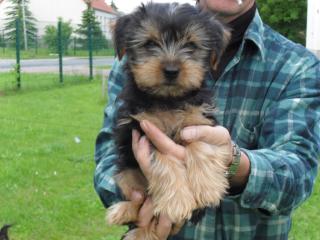 Kleines, süßes Yorkshire Terrier Mädchen abzugeben
