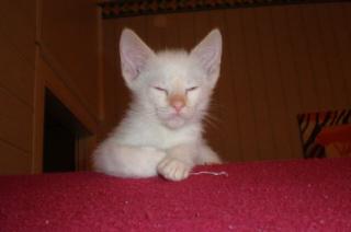 Siam Kitten