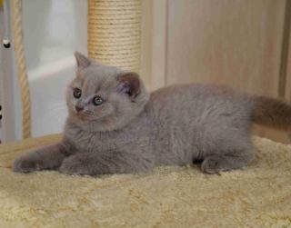 Wunderschöne Britten Kitten