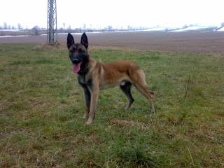 18 Monate alten Malinoisrüden mit französ. Papieren abzugeben