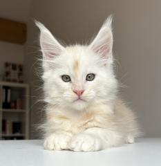 Maine Coon Boys abzugeben