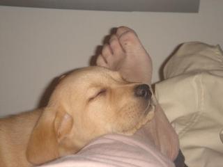 Labrador und Golden Retriever Welpen suchen ein liebevolles Zuhause