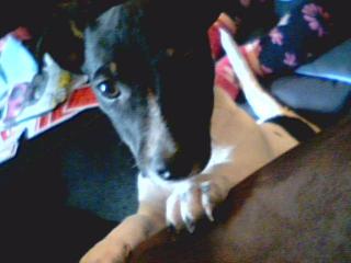 Jack russel welpe 12 wochen alt sucht