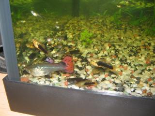 Guppys, Hawaii-Papageien-Platys, Silber- und Blackmollys