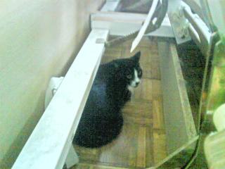 Kater VERSCHENKEN