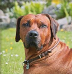 Elegante Rhodesian Ridgeback Welpen