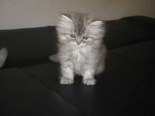 Norweger-Perser-Kitten