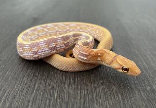 1. 0 T Albino Strahlennatter Coelognathus Radiatus DNZ23