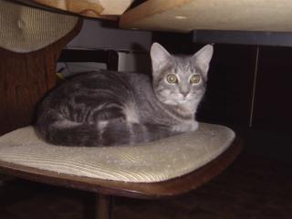 Maikatze 2008