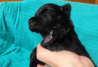 Scottish Terrier