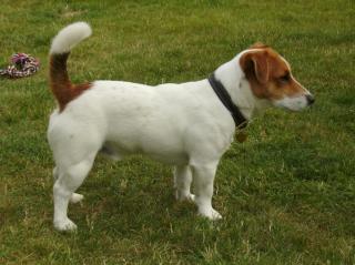 Jack Russell Terrier Deckrüde mit Papieren