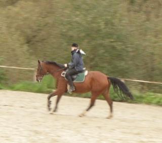 Reitbeteiligung gesucht