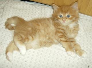Suche Roten Main Coon Mix Kater
