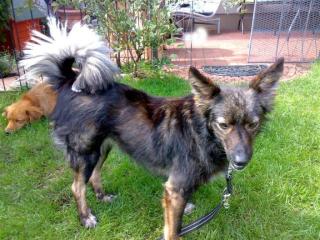 Katea sucht ein neues Zuhause