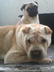 Shar Pei Mops Forum www. mops-shar-pei. forum-aktiv. com