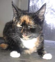 Suche 1 oder 2 junge Schildpattkatzen bis 6 Monate ähn. Foto