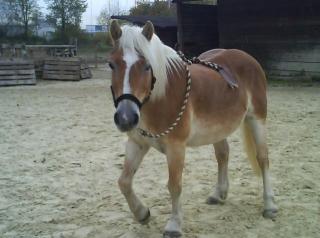 Reitbeteiligung an Haflinger zu vergeben