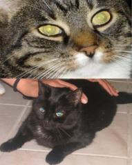 Suche Katzensitter für Zeitraum 27. 08. - 10. 09. 2021