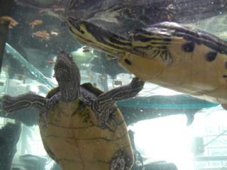 2 Wasserschildkröten zu verschenken