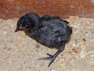 Cemani Bruteier