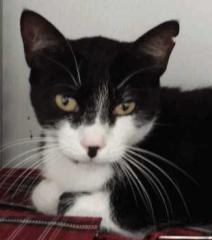 Katze Tina, wer zeigt ihr die Sonnenseite des Lebens
