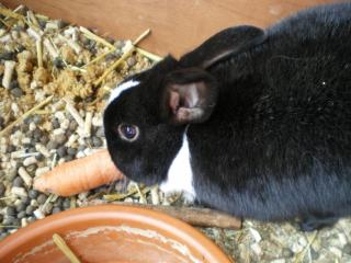 Zwei Kaninchen abzugeben