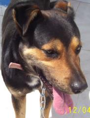Pfötchenhilfe Rhodos sucht für Schäferhund-Mix Colossos ein neues Zuhause