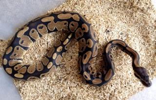 0. 1 Python regius - Königspython DNZ 21