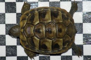 Landschildkröten aus Hobbyzucht Solingen