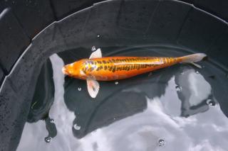 8 Japan Koi 1 Stör zu verkaufen