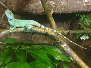 Joy, Wasseragame, 8 Monate abzugeben