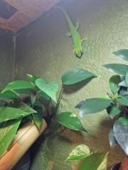 Madagaskar Taggecko