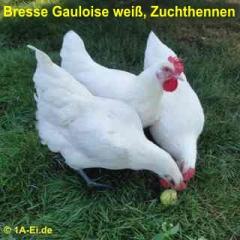 BRUTEIER von BRESSE GAULOISE weiß
