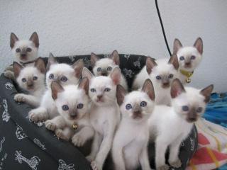 Reinrassige Siam Thai Katzen