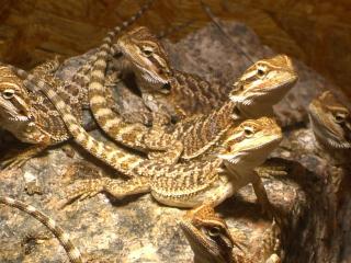 Farb Bartagamen Nachzucht aus Amerika Elterntiere von Millspaugh Dragon- Ranch