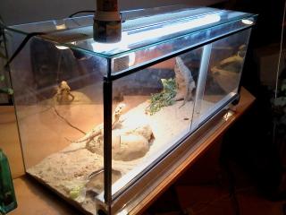 Bartagamen Pärchen mit Terrarium Günstig