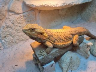 2 männliche Bartagame Pogona vitticeps suchen ein neues Zuhause, Einzelabgabe möglich