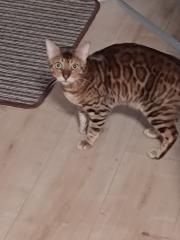 Bengal Kater 3jahre alt