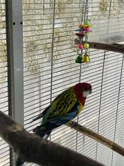 Rosellasittich zu verschenken