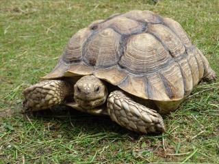 Spornschildkröte Sulkata
