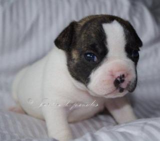Französische Bulldoggen Welpen mit Pap. in schönen Farben