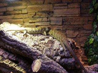 Wickelschwanzskink Corucia zebrata Paar abzugeben