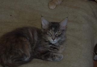 Super süße Maine Coon Kitten