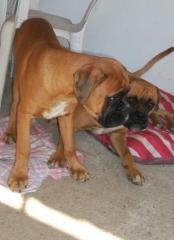 Deutscher Boxer