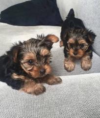 Liebevoller Yorkshire Terrier Steel Blue Welpe