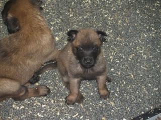 Malinois-Welpen