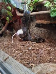 Boa constrictor imperator